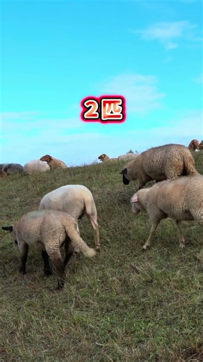 I was just watching the sheep grazing, but before I knew it, I was doing ○○ 😴