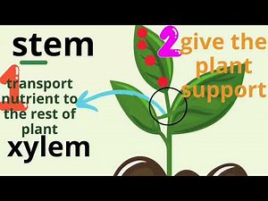 Lesson 2 science p5