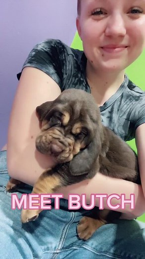 Introducing Butch the 4-Week-Old Bloodhound Puppy!