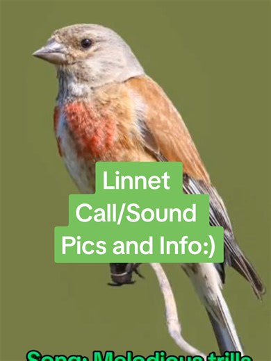 Exploring the Song and Habitat of the Common Linnet