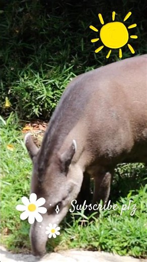 Playful Tapir Exploring the Water.#shorts #viralvideos#sunilvibes