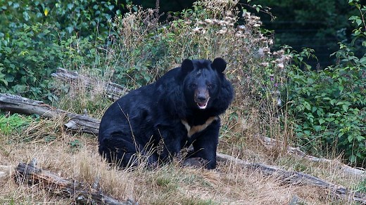 'Monster wolves' used to ward off bears by rural Japanese towns