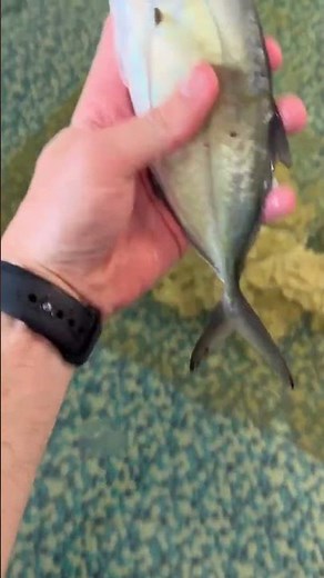 Giant grouper eats giant fish!🤯
