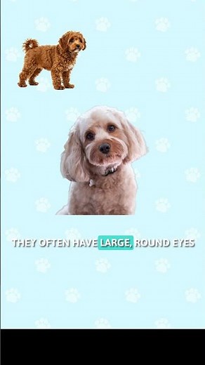 Cavapoo Size and Appearance: What to Expect