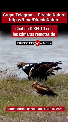 Chat en 🔴 DIRECTO de Fauna Ibérica Salvaje con WEBCAMS LIVE 24h.
