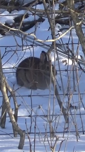 Rabbit Shot with Razor Dart Cold Steel Blowgun #shorts #hunter #hunting | Hunting Experience | Facebook