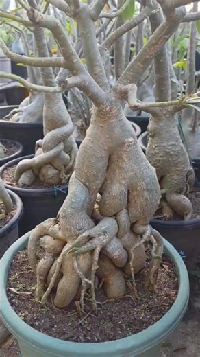 8 yrs Old Adenium Obesum #bonsai #plants #adenium #gardening #desertrose #obesum #adeniumobesum