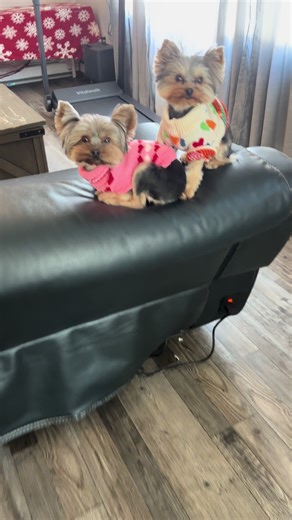 Hilarious Yorkie Family Meeting Moments