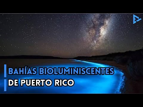 The Bioluminescent Bays of Puerto Rico