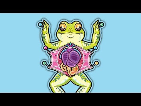 Frog Digestive system | Anatomy of frog | grade 11||Amphibia