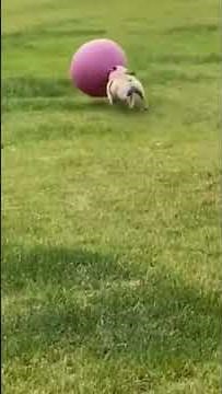 Wee funny animals 6 #short