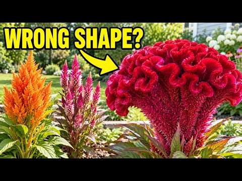 These Are All Celosia—Choose the Right Shape for a Stunning Flower Bed