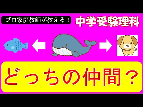 【中学受験理科】動物の分類を２０分以内で徹底解説！クジラやコウモリの分類が意外過ぎる！【基礎】【ゼロから始める中学受験理科】【第１７回】