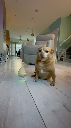 Little egg tell me your secrets 🥚 The Wicked Egg by @cheerble_global is the latest pet toy to keep your fur companion hooked! ⚡️ 100% Automatic Treat Dispenser – Fun that rewards! ⚡️ Interactive Lights & Sounds – Keeps your pet entertained! ⚡️ Adjustable Difficulty – Challenge your pet’s brain! ⚡️ Safe & Easy to Maintain – Stress-free for you! ⚡️ USB Rechargeable – No more battery hassle! ⚡️ Customizable Designs – Tailored fun for your furry friend! Cheerble Wicked Egg – The Smart, Fun Way to T