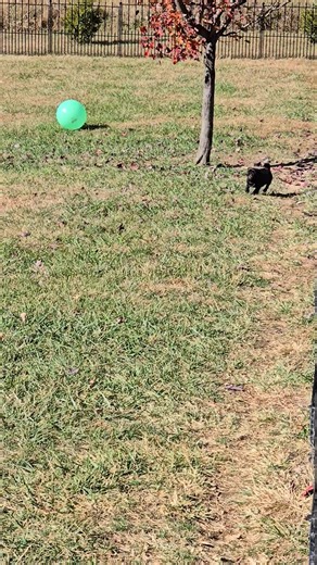 Nena vs the Big, Scary Ball 🤣 | Colebrook Posh-Pugs