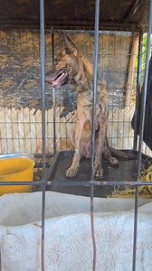 38K views · 3.5K reactions | Pangalawang araw na ni Tiger dito sa amin #AnimalAdvocate #LoveForAnimals #SaveAnimals #protectwildlife #VoiceForAnimals | Buniknik and Friends | Facebook