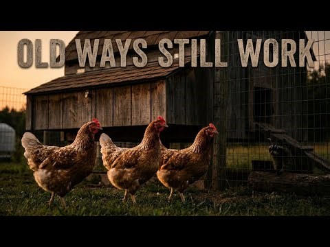 7 Old Fashioned Predator Tricks That Kept Chickens Alive