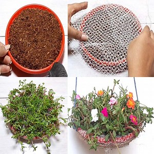 613K views · 8.3K reactions | How to Grow Portulaca from Cuttings | Moss Rose | Rana Craft | Facebook