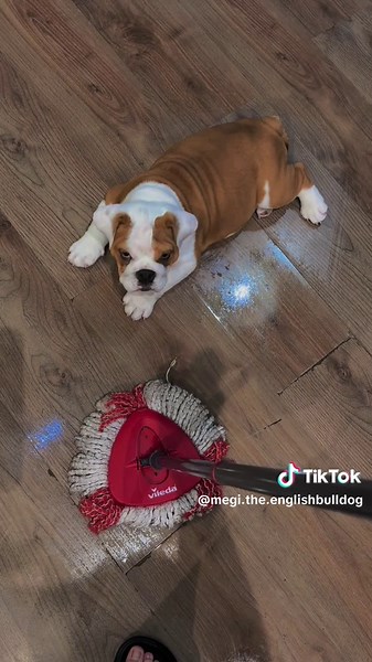 A Day in the Life of Megi the English Bulldog