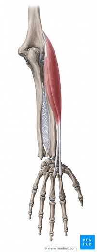 Radial muscles of the forearm
