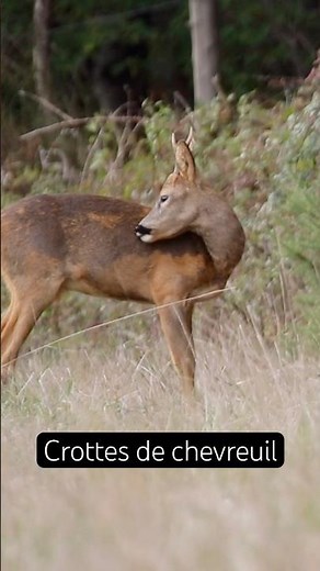 Deer droppings #wildlife #nature #deer