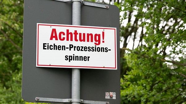 Eichenprozessionsspinner aus der Luft bekämpft - Biologisches Insektizid wird über Alleen versprüht