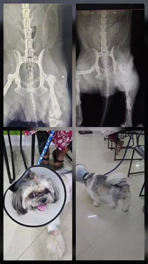 Femoral Head Ostectomy (FHO) in a Shih Tzu – Restoring Pain-Free Mobility 🐾Today we managed a challenging orthopedic case involving a Shih Tzu presenting with severe hip pain and restricted… | Dr.NADIRSHA VN