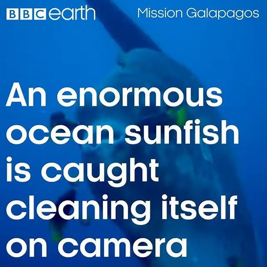298K views · 6.1K reactions | It looks like a big dinner plate with two fins either side! | BBC Earth | Facebook