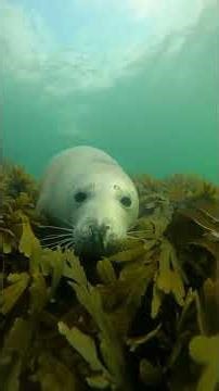 Curious Seals Come to Say Hello! 🤿 Scuba Diving St Mary’s Island, Whitley Bay