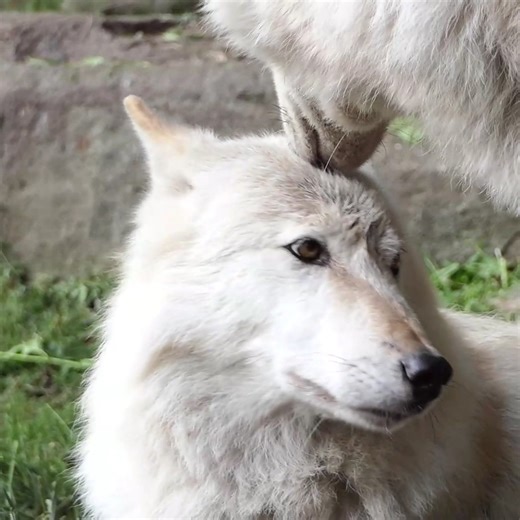 294K views · 66K reactions | For wolves, grooming efforts are gestures of intimacy that reaffirm emotional bonds. Be like a wolf.  | Wolf Conservation Center | Facebook