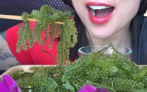 【SAS】吃播 海葡萄特辑