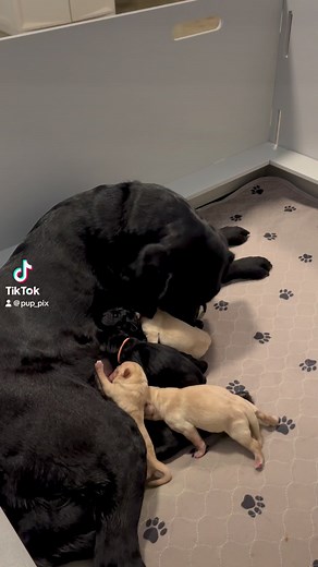 Glory and her pups! #circletail #partnerswithpaws #helpingdogshelppeople #servicedog | Circle Tail, Inc.