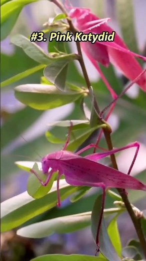 Top 5 Most COLORFUL Bugs