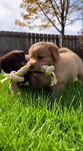 🐶🌿 Adorable Puppies Playing in the Yard! 🐾💖