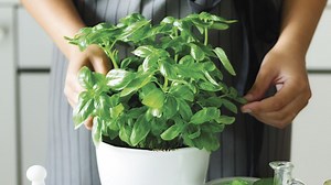 Why you should start growing an edible garden