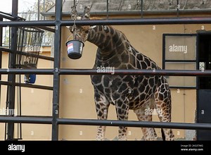 Osijek, Croazia. 21st Nov 2022. Jonathan la giraffa ha predetto il risultato della partita Croazia - Marocco al Campionato Mondiale di Calcio in Qatar allo ZOO di Osijek. Jonathan ha più volte confermato che la Croazia vincerà, a Osijek, in Croazia, il 21 novembre 2022, Photo: Dubravka Petric/PIXSELL Credit: Pixsell photo & video agency/Alamy Live News Foto stock - Alamy