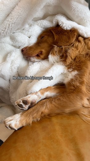 Macky was running so close to the walls because Revy tries to take the toys away so Macky gives him a wide berth lol (also Revy just wanted an apple I was eating) | Two.mountain.tollers