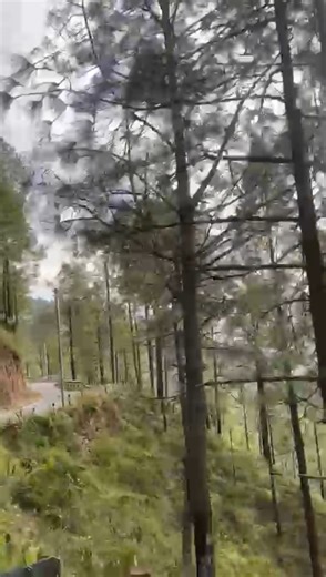 Amazing Pine Forest View 🌲 | Peaceful Nature Escape #4k