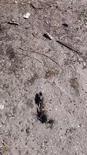 Why Are There So Many Boar Carcasses? (The Smell is Bad)