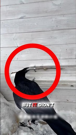 Crow Solves Puzzle Using Tools! #crow #shorts