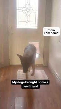 Funny DOG Moments 😂😂 782 #funnydogs #dogs #funnyanimals #petsofinstagram