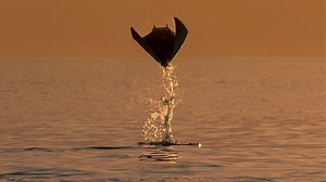 6.7K reactions · 1.5K shares | 17 years. 7 continents. 3 epic series. Join Sir David Attenborough on an incredible journey through the ever-changing habitats of our world in #PlanetEarth3  | BBC Earth | Facebook