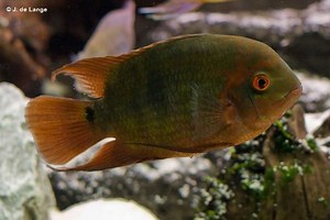 Hypselecara temporalis - AquaInfo