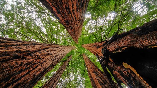 Big Basin Redwoods State Park launches free shuttle pilot program