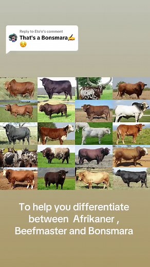 Understanding Different Cattle Breeds for Farming