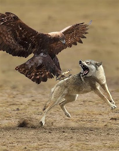 149K views · 2.4K reactions | 28 Cases Of Eagles Quickly Attacking Their Prey Filmed 礪vs | Eating Sounds | Facebook