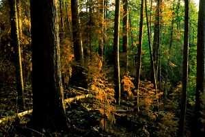 The role of fire in forest ecosystems
