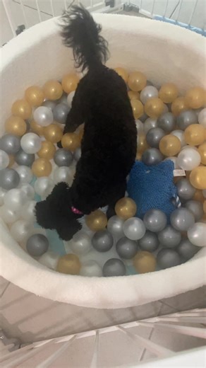 #lunasadventures Luna’s nee boucle foam play ball pit