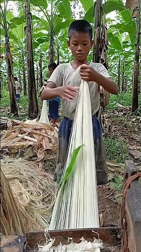 A Banana Tree Forest & Abaca Fiber Making Process Here 🍌🌱🧶