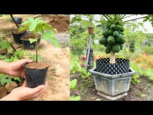 (250 Days Journey) Simple Way to Grow Papaya in Pots